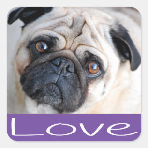 Love Pug Puppy Dog Sticker / Seal
