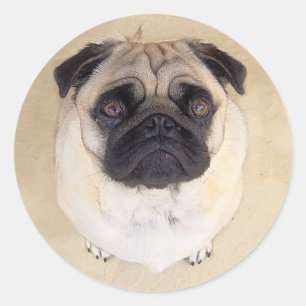 Love Pug Puppy Dog Stickers / Seals