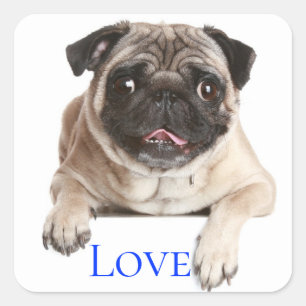 Love Pug Puppy Dog - Thinking of You, Square Sticker