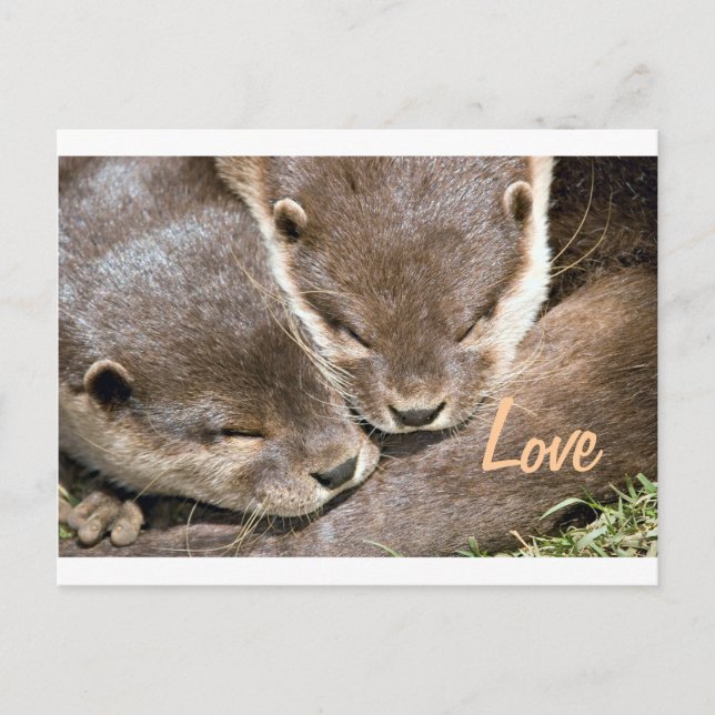 Love Quote - Otters Postcard (Front)