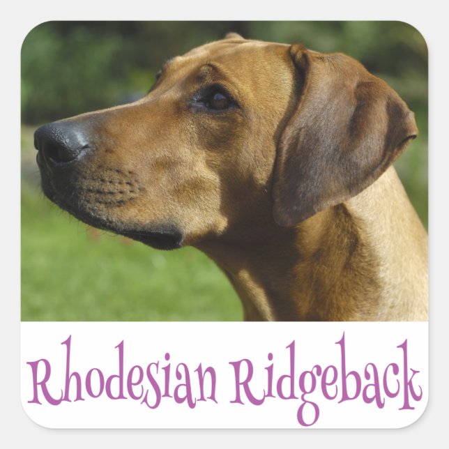 Love Rhodesian Ridgeback Puppy Dog Stickers (Front)