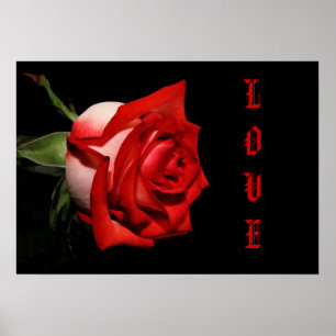 LOVE Rose Poster