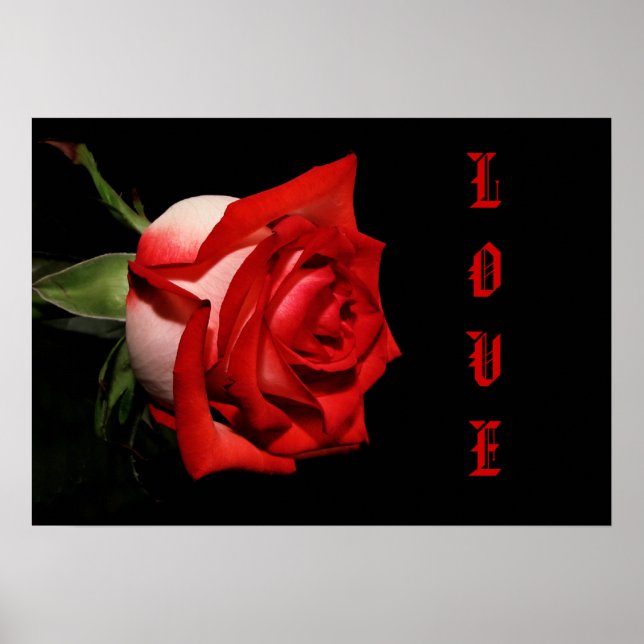 LOVE Rose Poster (Front)