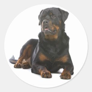 Love Rottweiler Puppy Dog Sticker / Seal