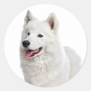 Love Samoyed Puppy Dog Sticker / Seal