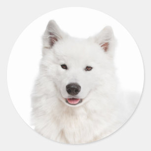 Love Samoyed Puppy Dog Sticker / Seal