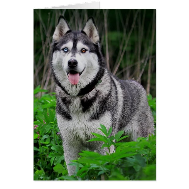 Love Siberian Husky Puppy Dog - Blank (Front)
