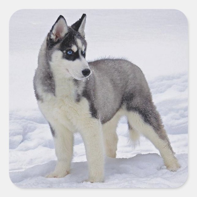 Love Siberian Husky Puppy Dog Greeting Stickers (Front)