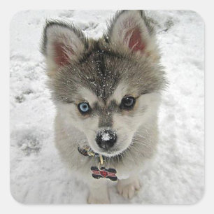 Love Siberian Husky Puppy Dog Greeting Stickers