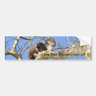 Love that Maine Coon cat !! Bumper Sticker