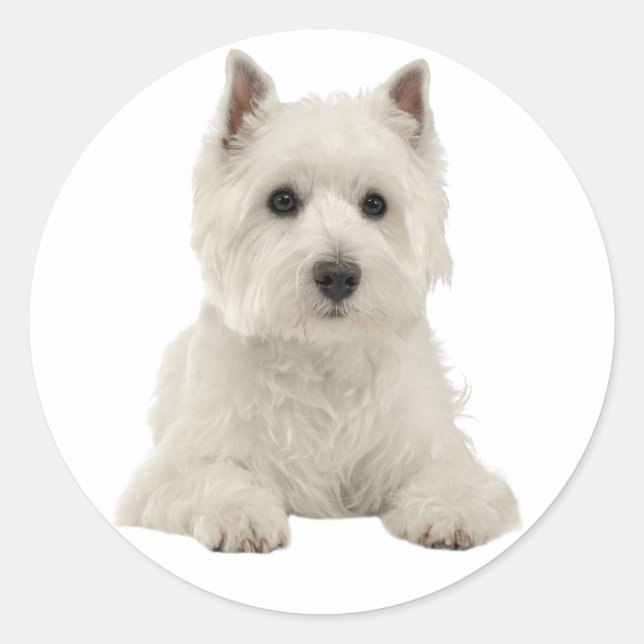 Love West Highland Terrier White Puppy Dog Classic Round Sticker (Front)