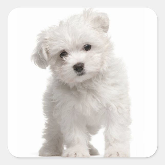 Love White Maltese Puppy Dog Canine Square Sticker (Front)