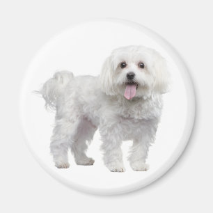 Love White Maltese Puppy Dog Fridge Magnet