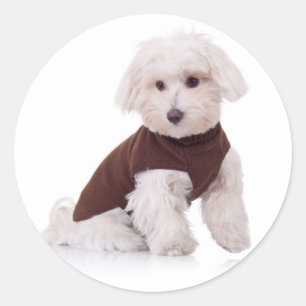 Love White Maltese Puppy Dog Stickers Seal