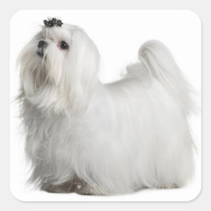 Love White Maltese Puppy Dog Stickers Seal