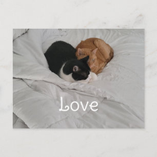 Love with Cat Heart Postcard