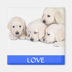 Love Yellow Labrador Retreiver  Puppies Magnet