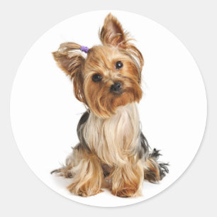 Love Yorkshire Terrier Puppy Dog Sticker / Seals