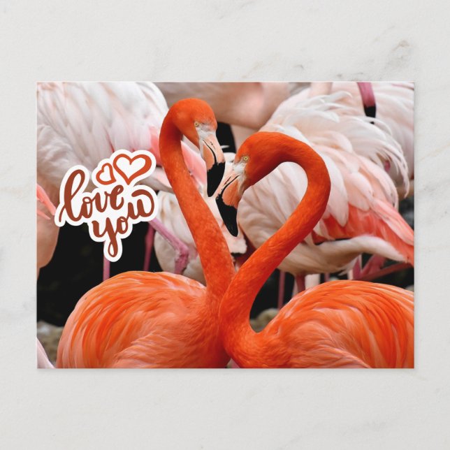 Love You Two Beautiful Flamingo Birds  Postcard (Front)
