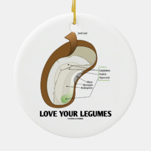 Love Your Legumes (Bean Dicotyledon) Ceramic Tree Decoration
