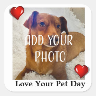 Love Your Pet Day Square Sticker