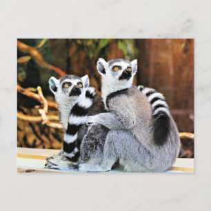 Loveable Lemurs Postcard