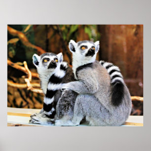 Loveable Lemurs Poster