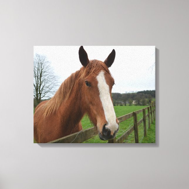 Loveable Quarter Horse Canvas Print (Front)