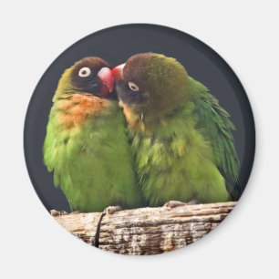 Lovebird Kiss Magner Magnet