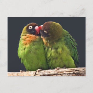 Lovebird Kiss Postcard
