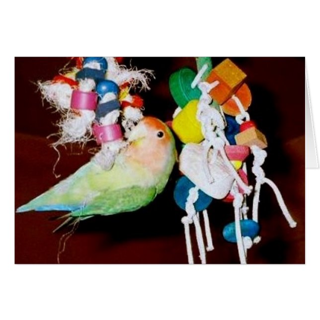 Lovebird on toy (Front Horizontal)