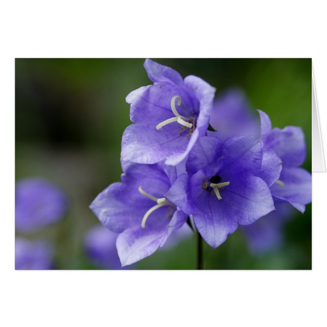 Lovely Bellflower Campanula (Front Horizontal)