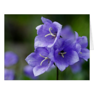 Lovely Bellflower Campanula