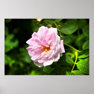 Lovely big pink rose photo poster