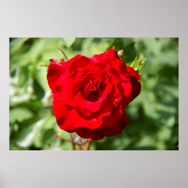 Lovely big red rose photo poster (Front)
