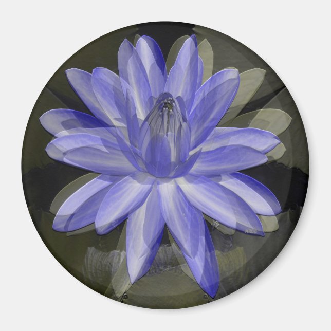 Lovely blue lily..... magnet (Front)