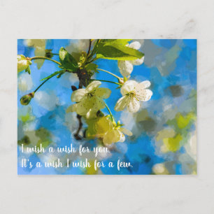 Lovely Cherry Blossoms Postcard