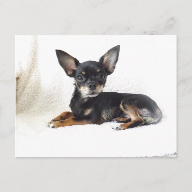 Lovely chihuahua Postcard (Front)