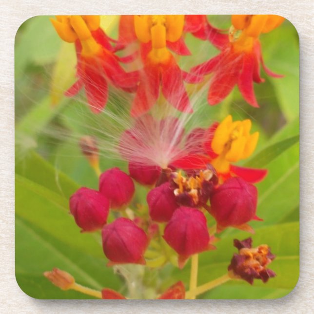 Lovely Colourful Floral with Milkweed Art Print Coaster (Front)