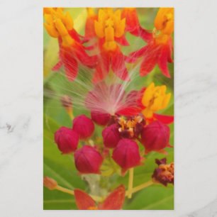 Lovely Colourful Floral with Milkweed Art Print Stationery