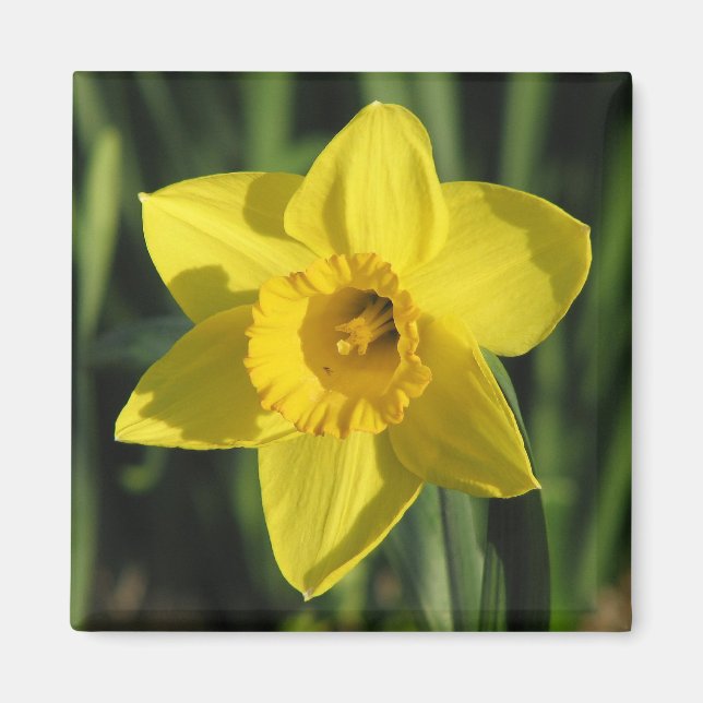 Lovely Daffodil Magnet (Front)