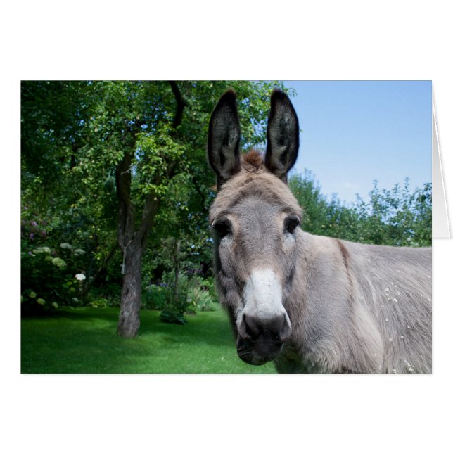 Lovely Donkey Portrait (Front Horizontal)
