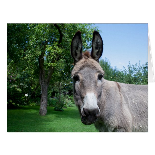 Lovely Donkey Portrait (Front Horizontal)