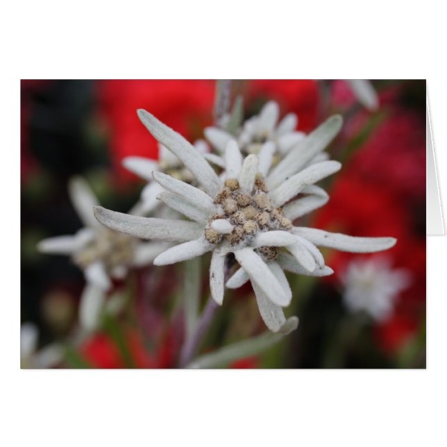 Lovely Edelweiss Leontopodium nivale (Front Horizontal)