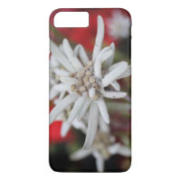Lovely Edelweiss Leontopodium nivale