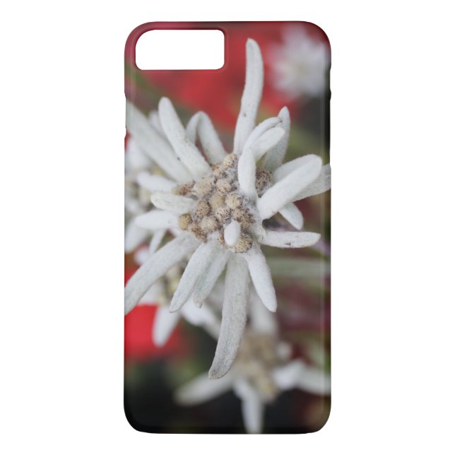 Lovely Edelweiss Leontopodium nivale Case-Mate iPhone Case (Back)
