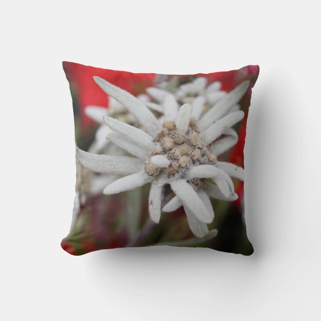 Lovely Edelweiss Leontopodium nivale Cushion (Front)