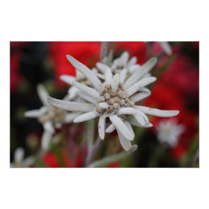 Lovely Edelweiss Leontopodium nivale Poster