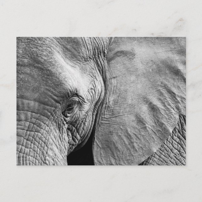 Lovely Elephant Face Postcard (Front)
