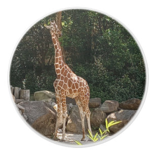 Lovely Giraffe Ceramic Pull